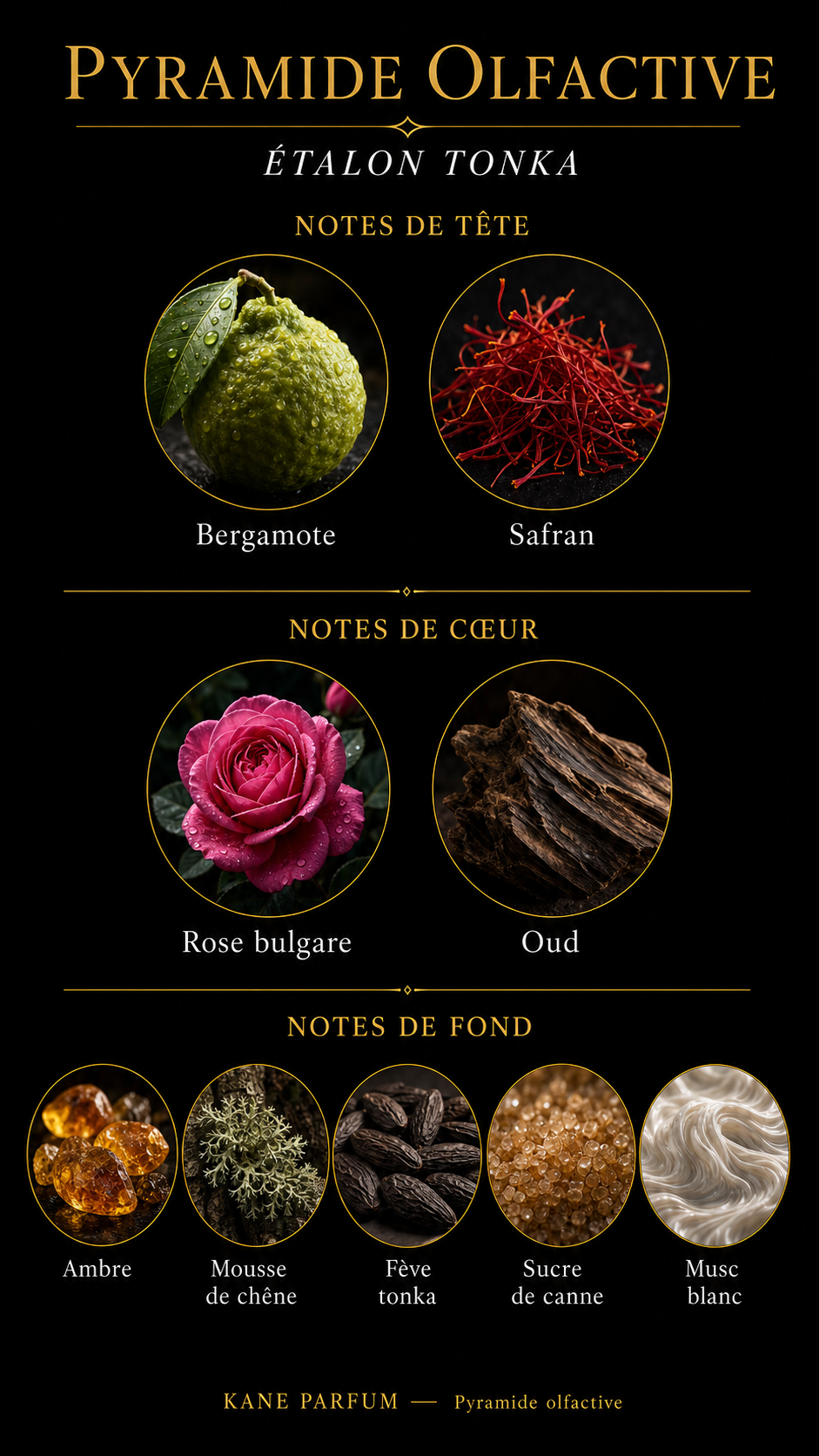 Pyramide olfactive Étalon Tonka — Kane Parfum